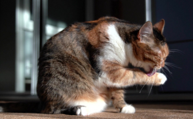 为什么猫老爱添自己的毛-千呱资源网