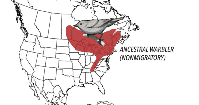鸟类为什么会迁徙-千呱资源网