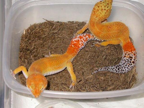 守宫是什么动物-千呱资源网