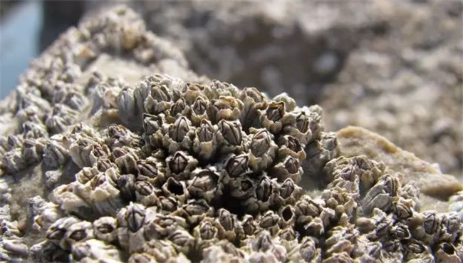 藤壶是什么东西-千呱资源网