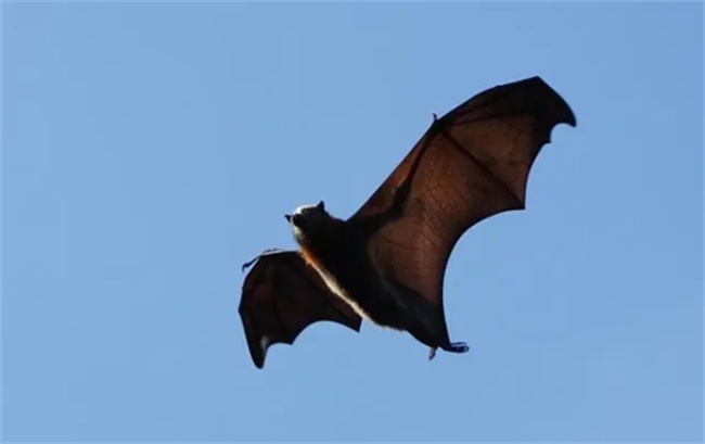 蝙蝠属于鼠类还是鸟类-千呱资源网