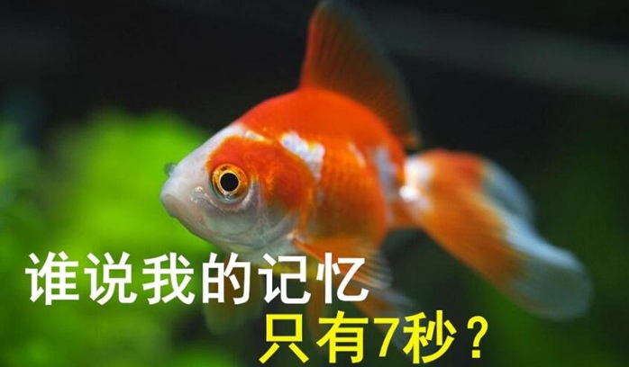 鱼的记忆真的只有7秒吗-千呱资源网