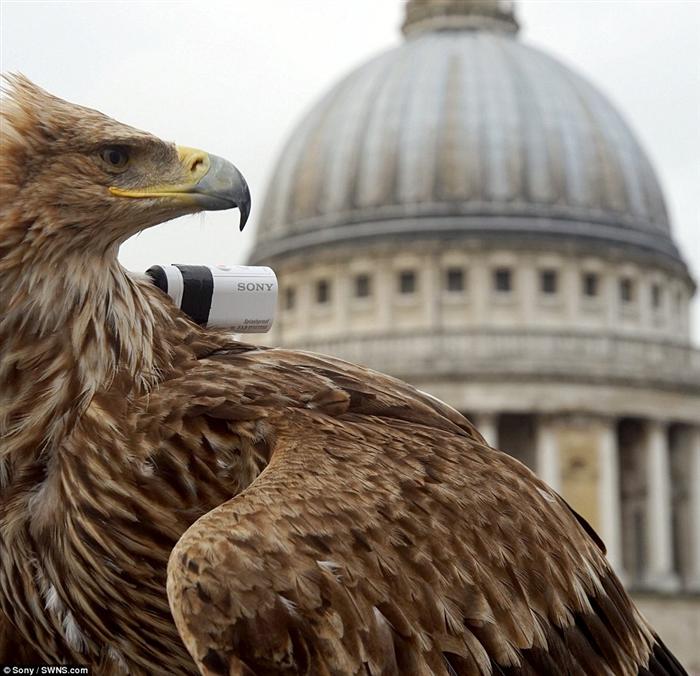 鸟瞰伦敦!雄伟的白尾鹰捕捉美丽伦敦地标的镜头-千呱博客网