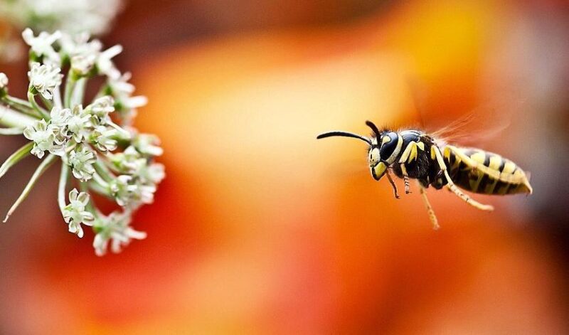 微距拍黄蜂美丽一面-千呱博客网