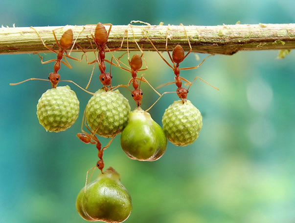 动物们的十个非凡时刻-千呱博客网