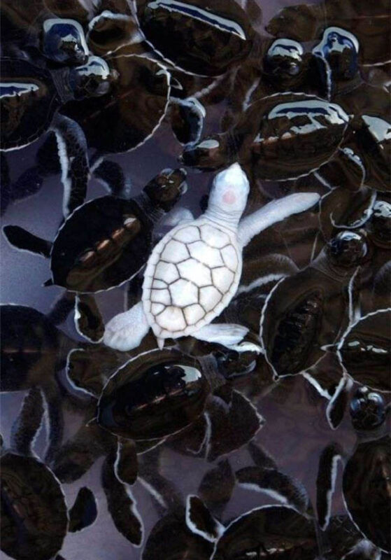 20只充满神秘气息的白化动物，绝对值得一看-千呱博客网