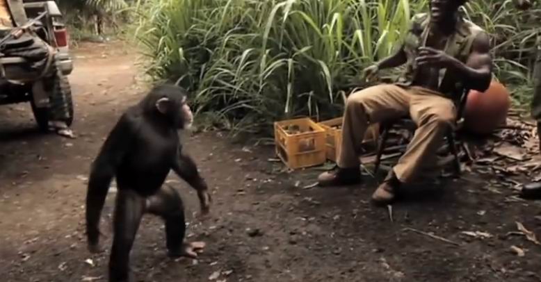 看看这个手握AK-47的小猩猩-千呱博客网