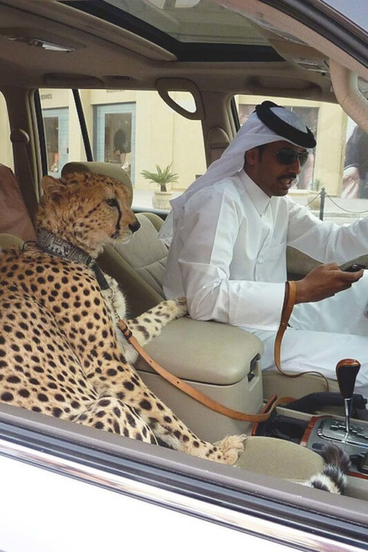 土豪的世界太疯狂-千呱博客网