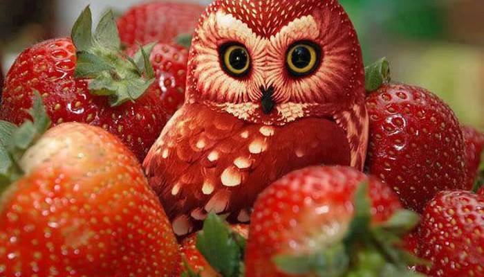 这些小动物都是可以吃的-千呱博客网