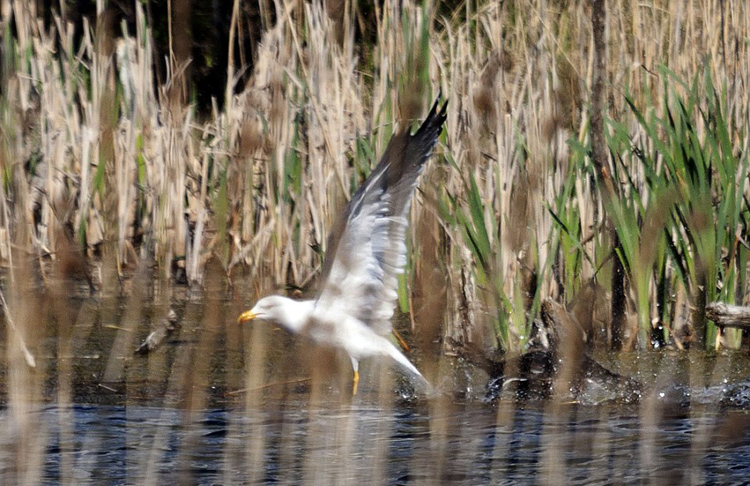 野鸭护犊心切勇斗海鸥救回被抓小鸭-千呱博客网