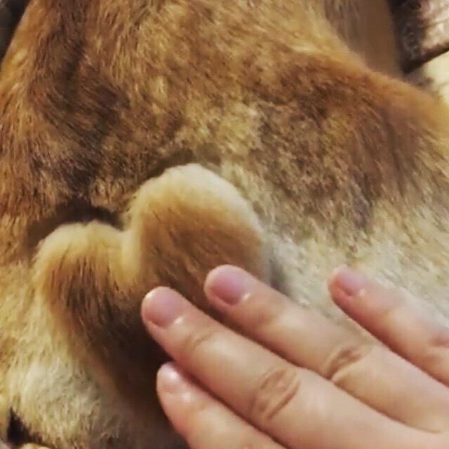 一只有着心形❤尾巴的柯基-千呱博客网