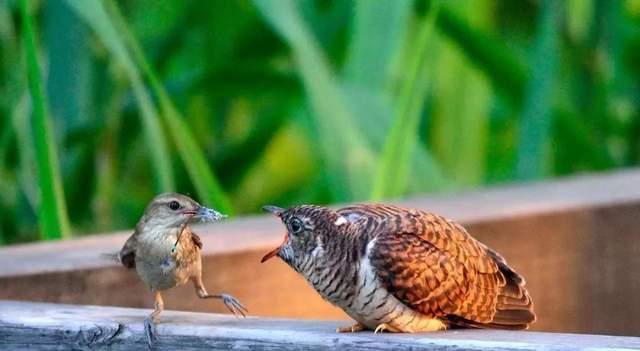 布谷鸟如何骗过其他鸟类？达到“鸠占鹊巢”目的的-千呱博客网