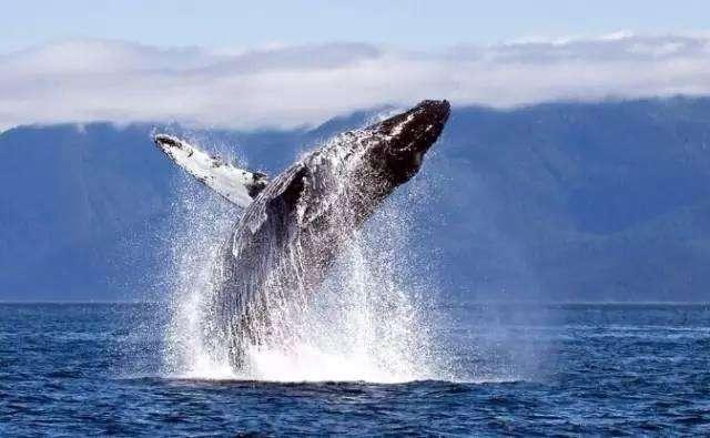 鲸类为什么会从水面跳出？-千呱博客网
