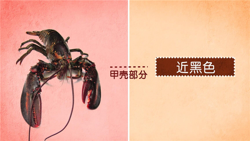 小龙虾的功效与作用，对人体有哪些好处？-千呱博客网