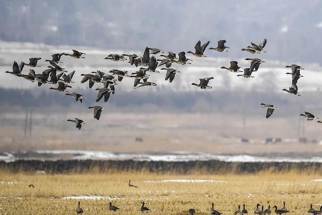 自然界中飞得最远的鸟是哪种鸟？-千呱博客网
