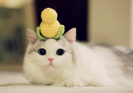 猫有哪些品种-千呱博客网