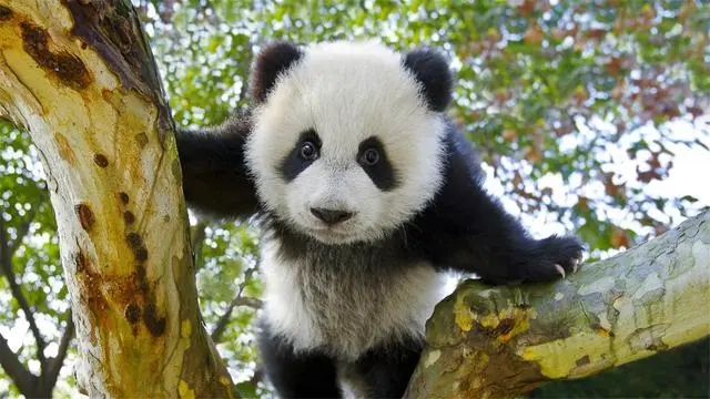为什么大熊猫能被称作国宝-千呱博客网