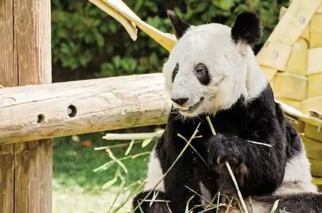 大熊猫为何被称为“国宝”？-千呱博客网