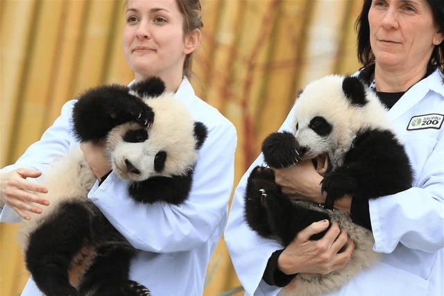 我国为何要向外租赁大熊猫？-千呱博客网