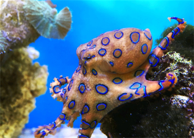 蓝环章鱼可以养吗-千呱博客网