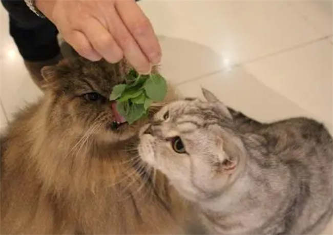 猫薄荷对猫有什么作用-千呱博客网