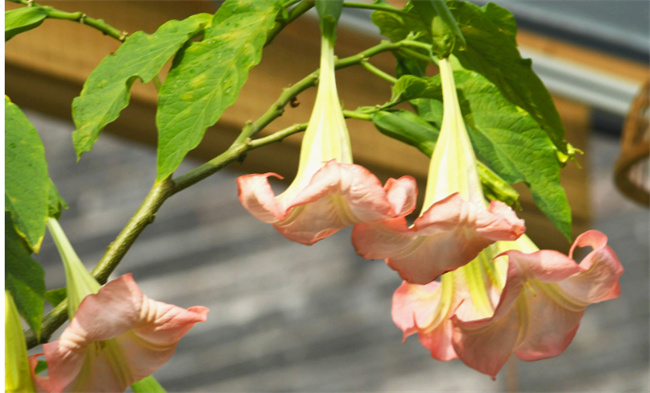 带你了解不能养在室内的有毒植物-千呱博客网