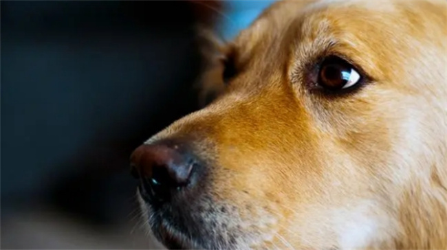 狗狗的寿命一岁是人的几年-千呱博客网