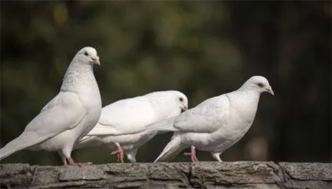 鸽子为什么能找到回家的路-千呱博客网