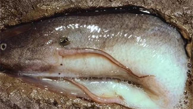 能生活在土里的鱼你见过吗-千呱博客网