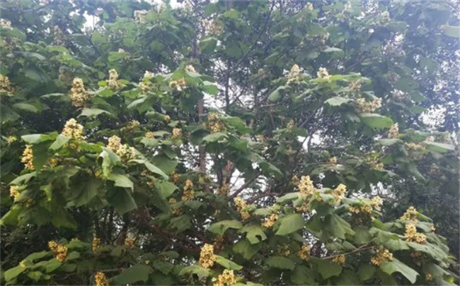 桑梓是什么意思-千呱博客网