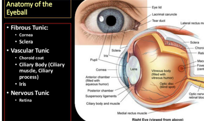 眼球为什么不怕冷-千呱博客网