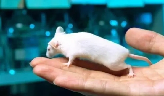 科学家为何喜欢选小白鼠作为实验动物？-千呱博客网