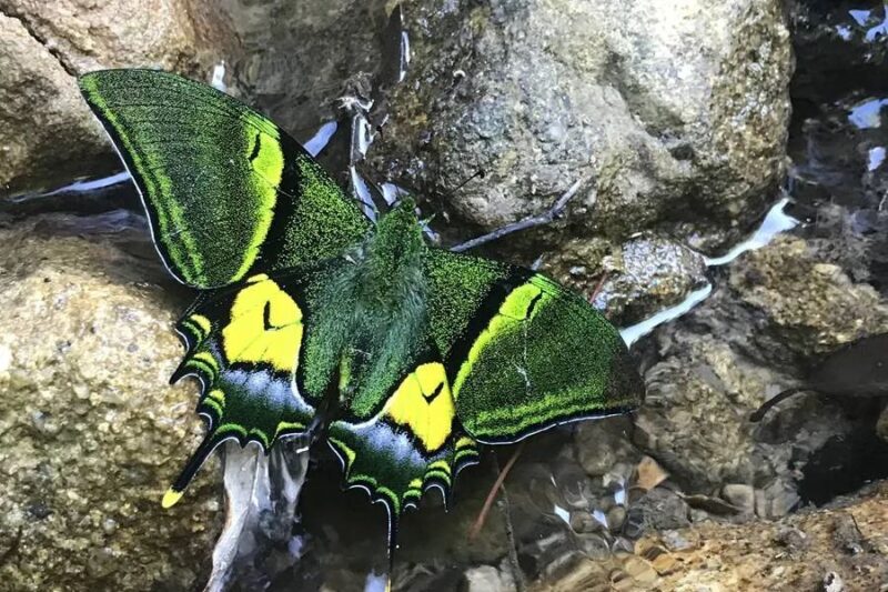 昆虫界的“大熊猫”——金斑喙凤蝶-千呱博客网