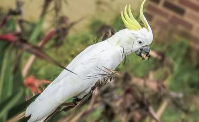 寿命最长和最短的鸟是什么鸟-千呱博客网