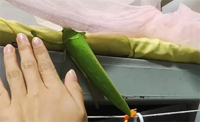 巨拟叶螽是什么-千呱博客网