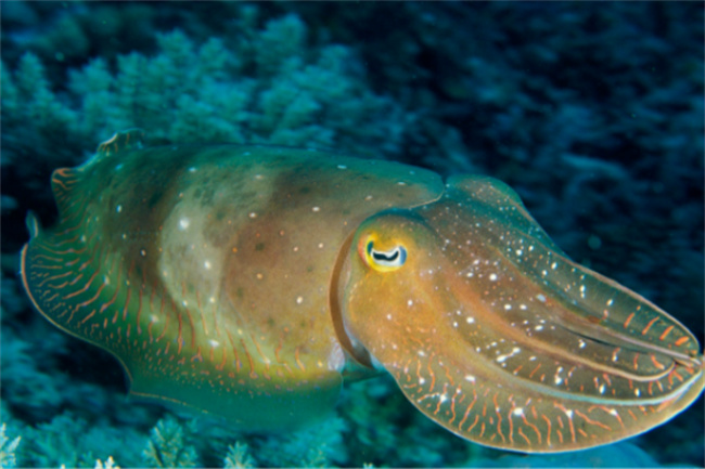 盘点那些不属于鱼类的“鱼”-千呱博客网