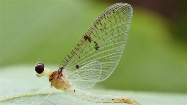 蜉蝣是什么-千呱博客网