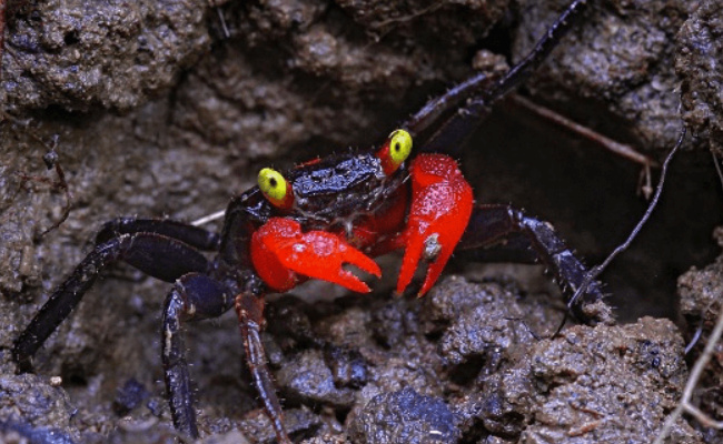 吸血鬼蟹会吸血吗-千呱博客网