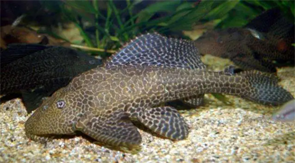 清道夫鱼可以吃吗-千呱博客网