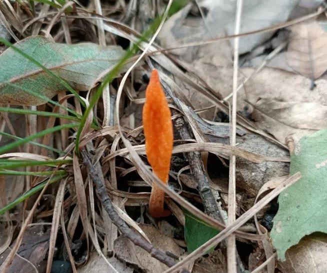 山西发现北冬虫夏草，什么是北冬虫夏草？-千呱博客网