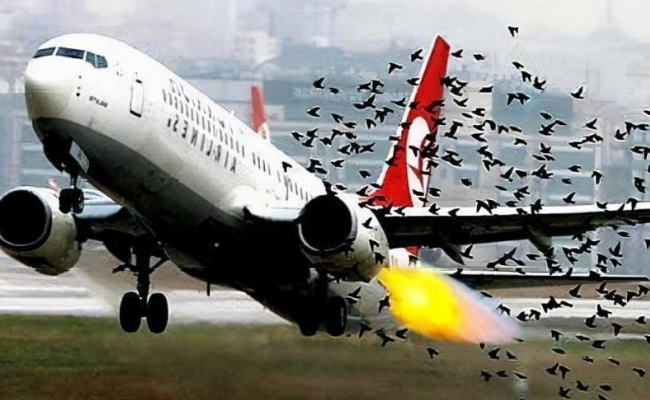 鸟撞飞机有什么危险-千呱博客网