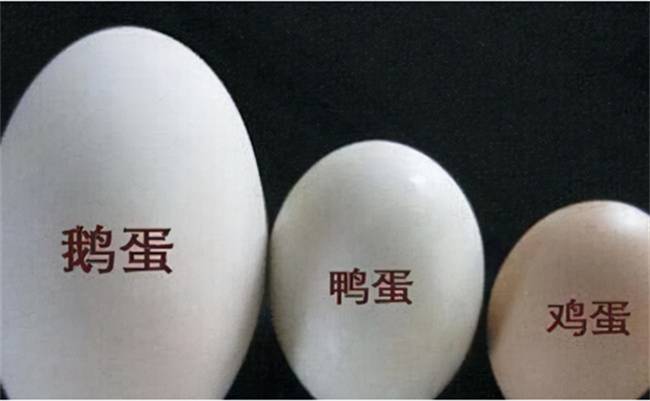 不同蛋类的营养有哪些区别-千呱博客网
