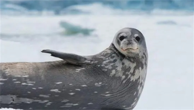 南极有什么动物-千呱博客网