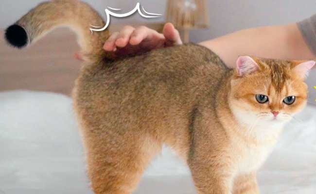 猫有哪些示好的行为呢-千呱博客网