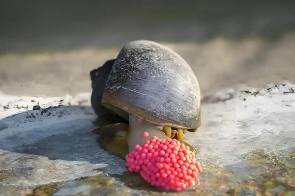 福寿螺：从南美刺客到中国公害-千呱博客网